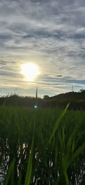 外婆家夏天的稻田高清