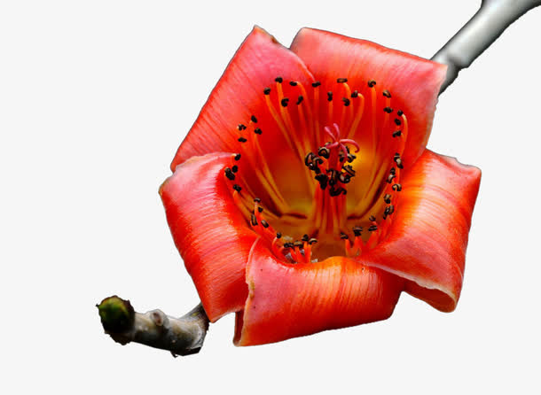 单朵木棉花免抠