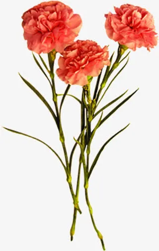 粉色淡雅康乃馨花束免抠