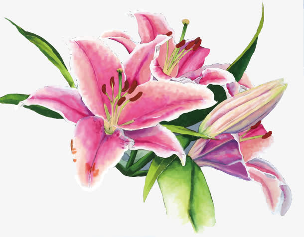 矢量百合花免抠