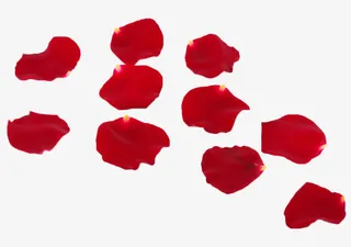 散落的红色花瓣免抠
