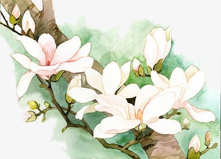 二十四番花信风-春分-三候木兰免抠装饰植物元素