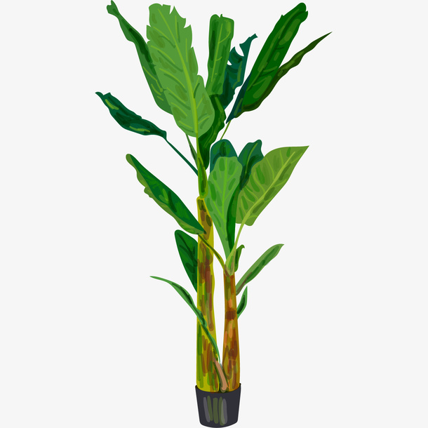 手绘的植物树叶免抠