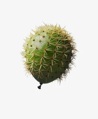 气球仙人掌免抠