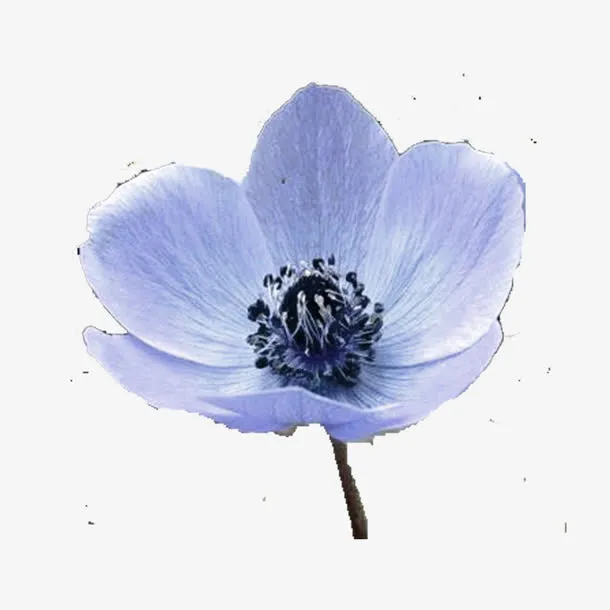 蓝色花朵免抠