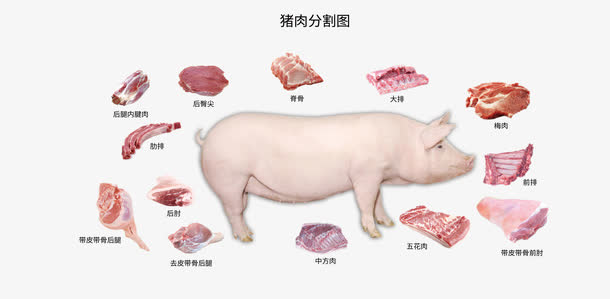 母猪肉分割图免抠