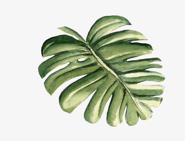 手绘叶子免抠