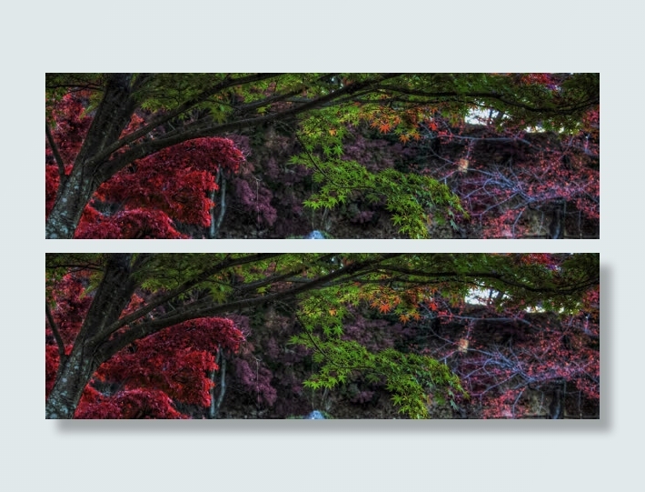 色彩红色绿色枫叶免抠