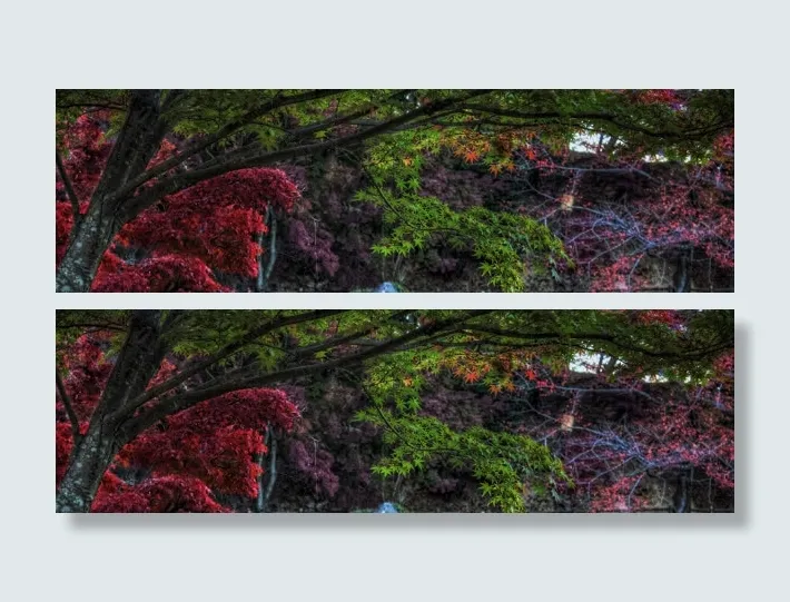 色彩红色绿色枫叶免抠