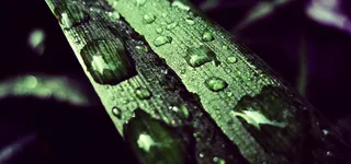 唯美绿叶水珠高清