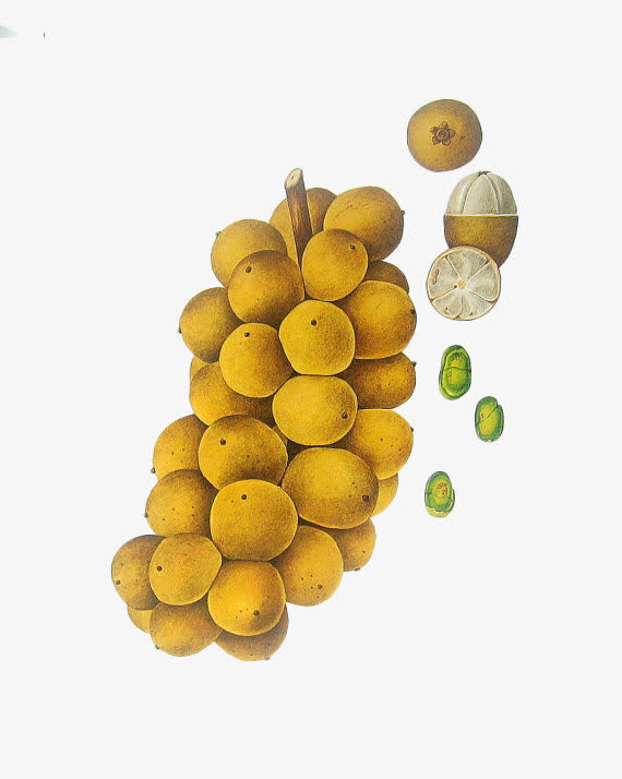 手绘桂圆果免抠