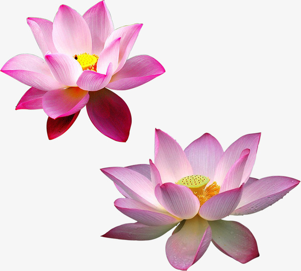 荷花免抠