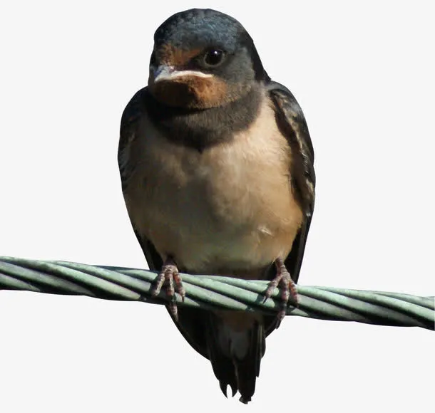 电线上的燕子免抠