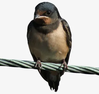 电线上的燕子免抠