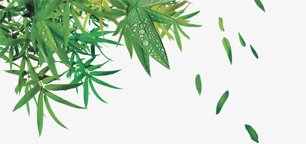 竹子免抠