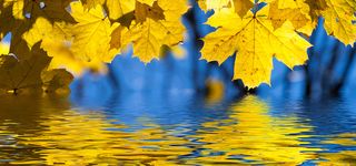 枫叶水纹渐变大气背景高清