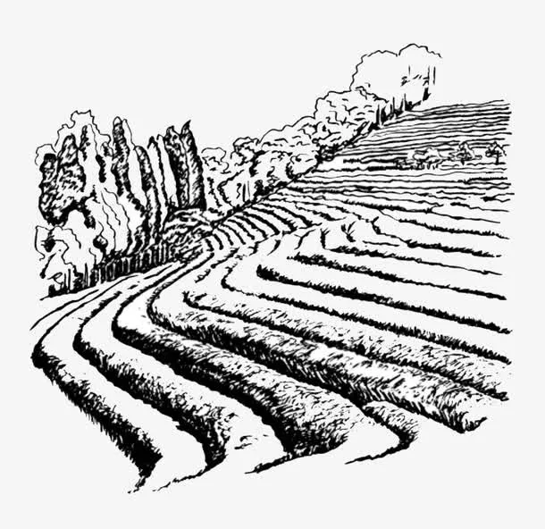 黑色钢笔速写农地梯田插画免抠