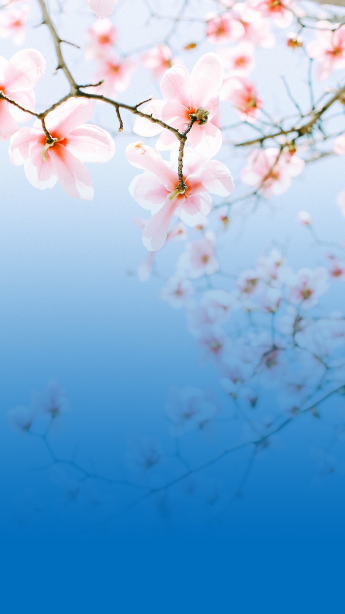 蓝色背景粉色花高清