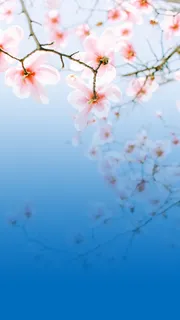 蓝色背景粉色花高清