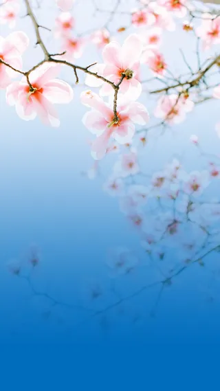 蓝色背景粉色花高清