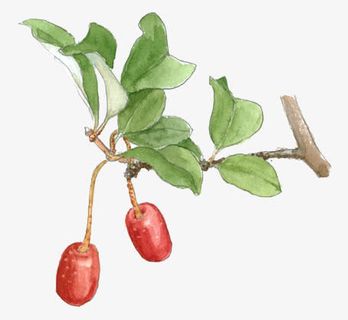 东北小酸枣图片素材免抠