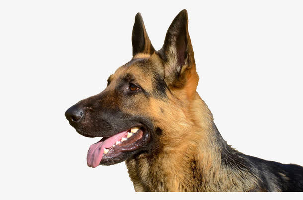 吐舌头的德牧犬免抠