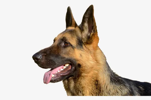 吐舌头的德牧犬免抠