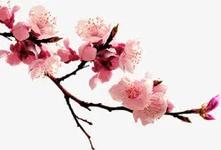 桃花免抠
