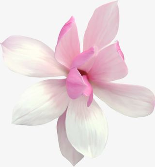 白色花朵 免扣 透明背景 png素材