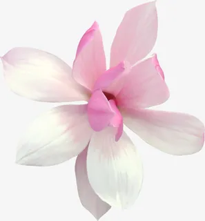 白色花朵 免扣 透明背景 png素材 白色花朵 免扣 透明背景 png素材