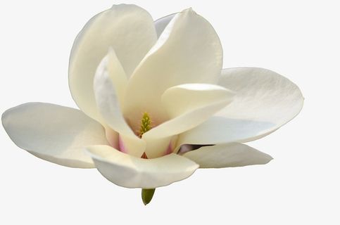 高清真实玉兰花图片免抠