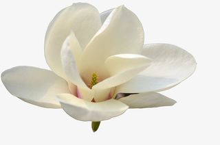 高清真实玉兰花图片免抠