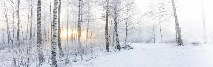 白色大雪冬天大树高清