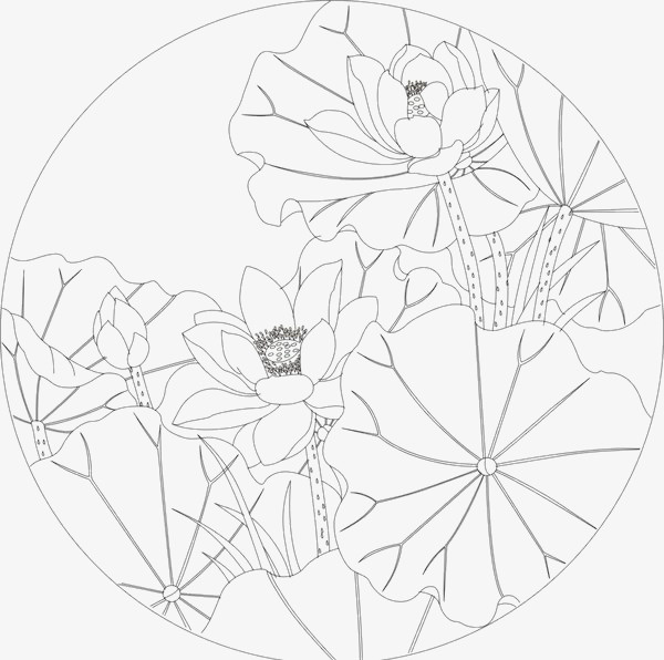 白描荷花简笔免抠