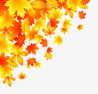 枫叶装饰免抠