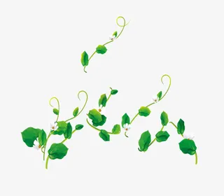 绿叶藤蔓免抠