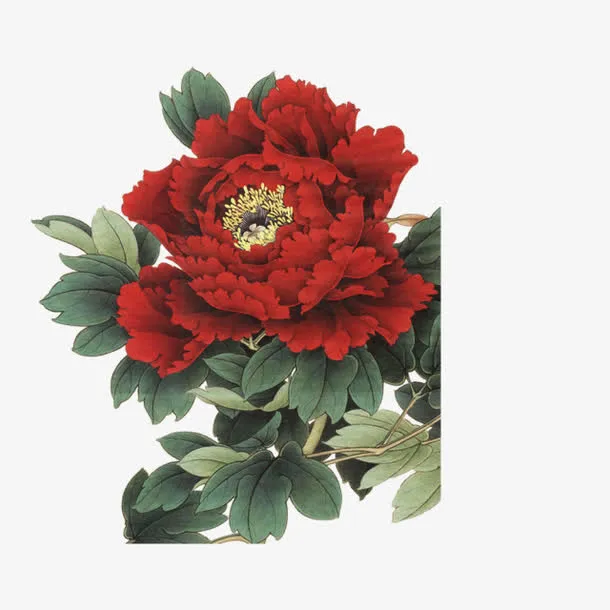 牡丹花免抠