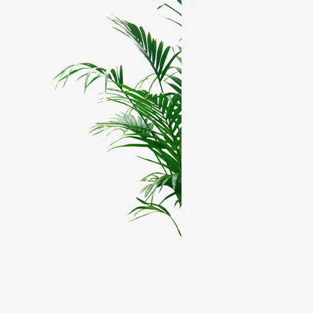 叶子免抠