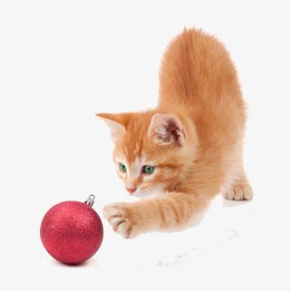 玩耍的小猫免抠