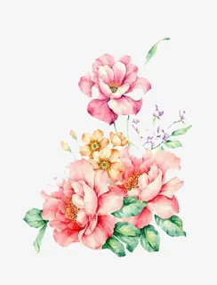 手绘花卉免抠 手绘花卉免抠
