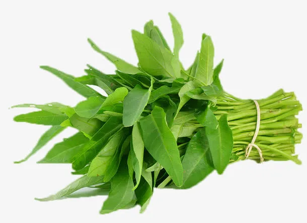 青菜新鲜空心菜免抠