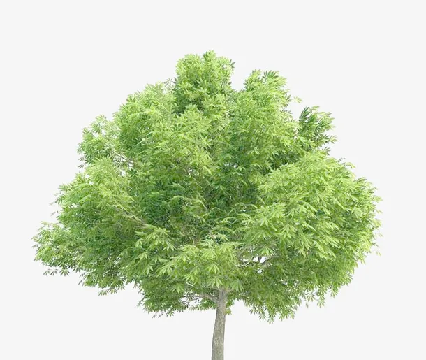 七叶树绿树免抠