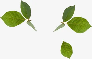 绿色树叶装饰造型春天免抠