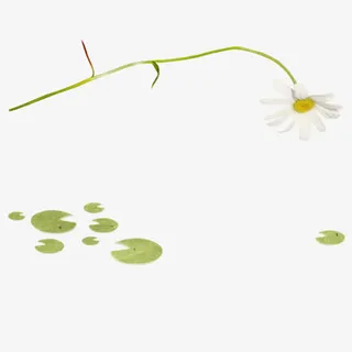 荷叶一支花花瓣免抠