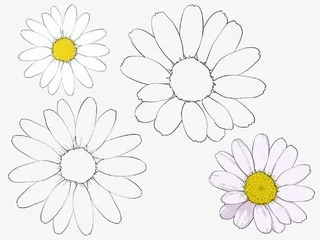 手绘波斯菊免抠