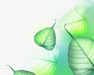 透明的叶子免抠
