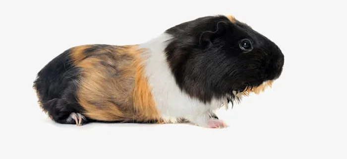 可爱的仓鼠免抠