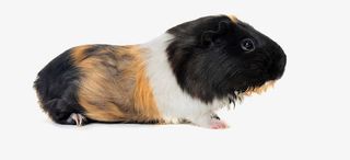 可爱的仓鼠免抠