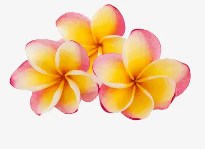 花瓣免抠