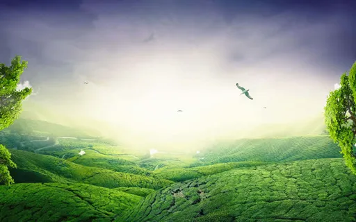 蓝天阳光下的绿茶园免抠